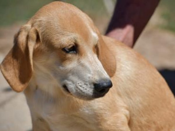 Wunderbares Zuhause für Zack gesucht