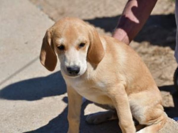 Wunderbares Zuhause für Zack gesucht