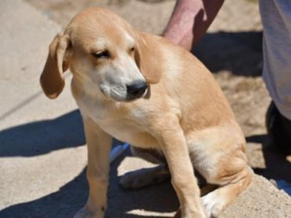 Wunderbares Zuhause für Zack gesucht