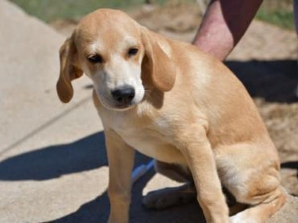 Wunderbares Zuhause für Zack gesucht