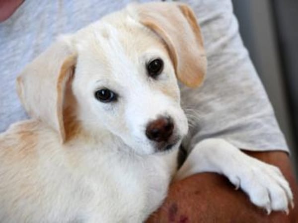 Bachisio möchte Ihnen Freude bereiten