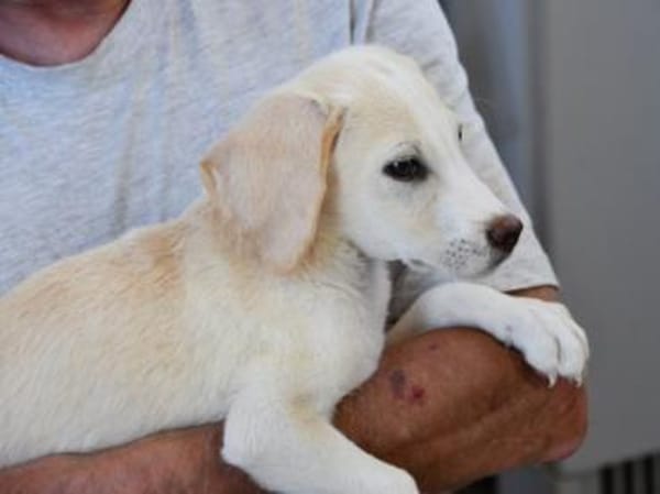 Bachisio möchte Ihnen Freude bereiten