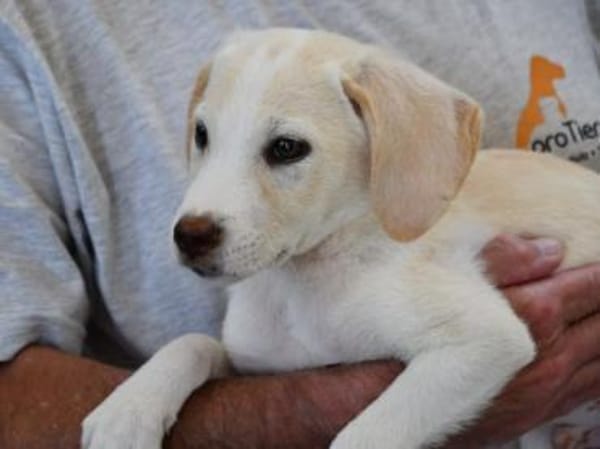 Bachisio möchte Ihnen Freude bereiten