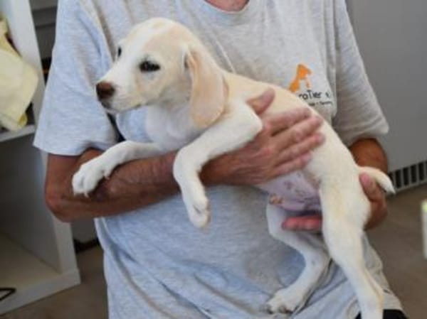 Bachisio möchte Ihnen Freude bereiten