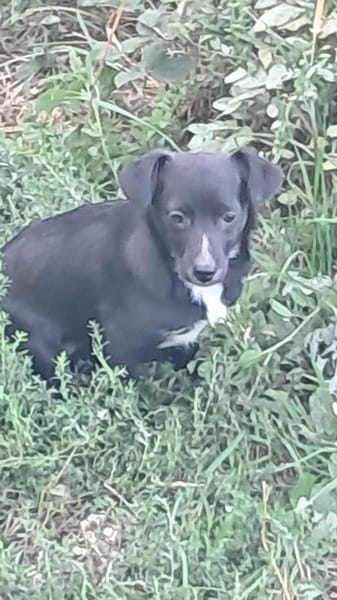 Giesy sucht passendes Körbchen