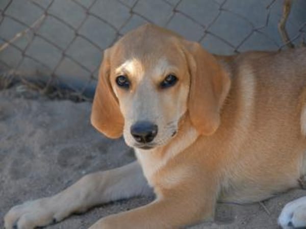 Möchten Sie Zig ein Zuhause geben?