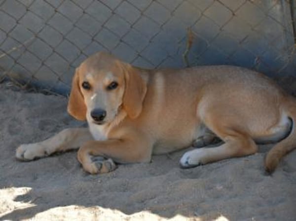 Möchten Sie Zig ein Zuhause geben?