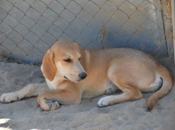 Möchten Sie Zig ein Zuhause geben?