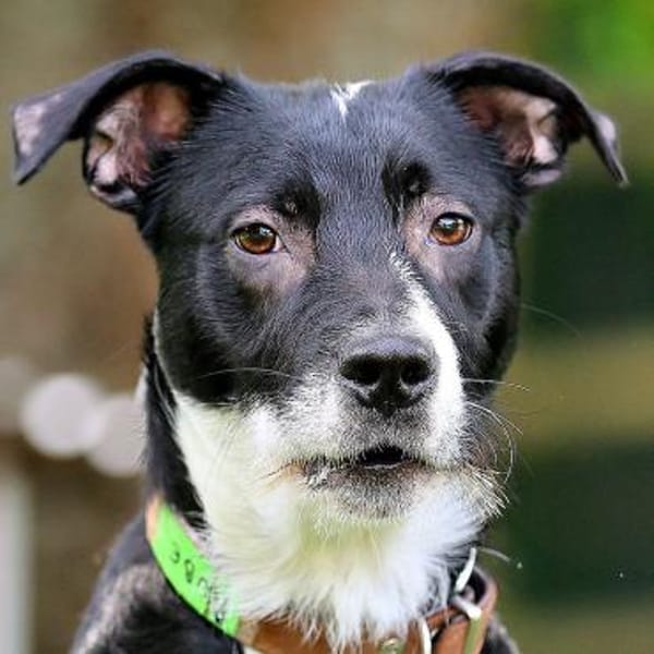 RÜBE - lieber&verspielter Hundebub