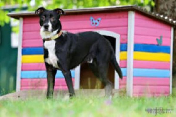 RÜBE - lieber&verspielter Hundebub