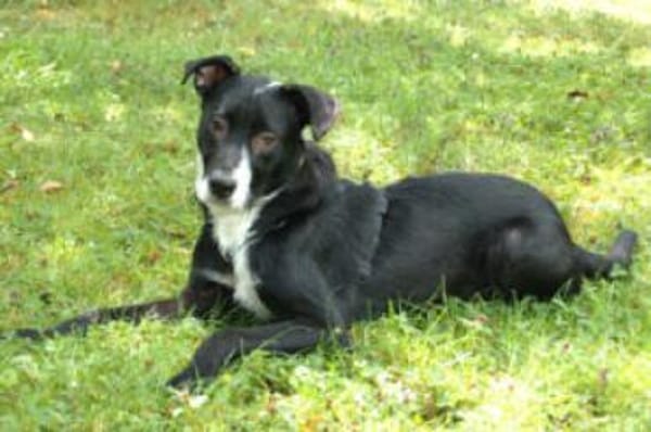 RÜBE - lieber&verspielter Hundebub