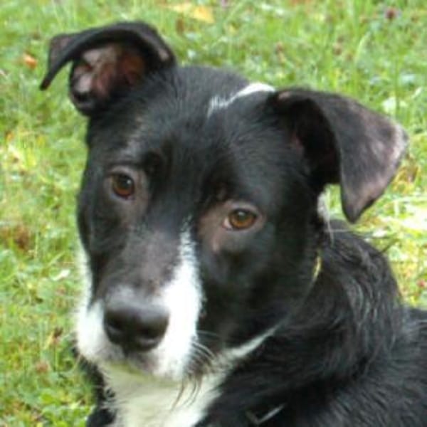 RÜBE - lieber&verspielter Hundebub