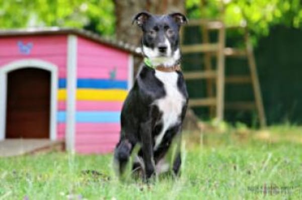 RÜBE - lieber&verspielter Hundebub