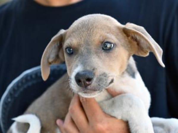 Speranza wünscht sich Zuhause