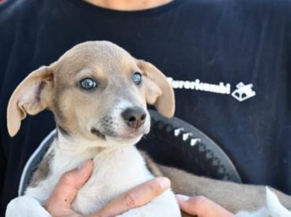 Speranza wünscht sich Zuhause