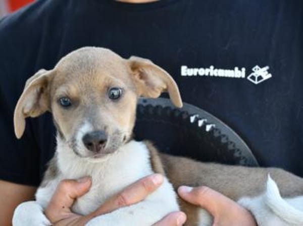 Speranza wünscht sich Zuhause