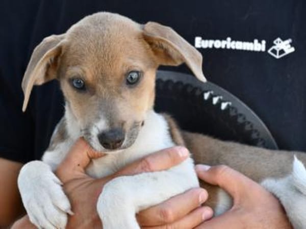 Speranza wünscht sich Zuhause