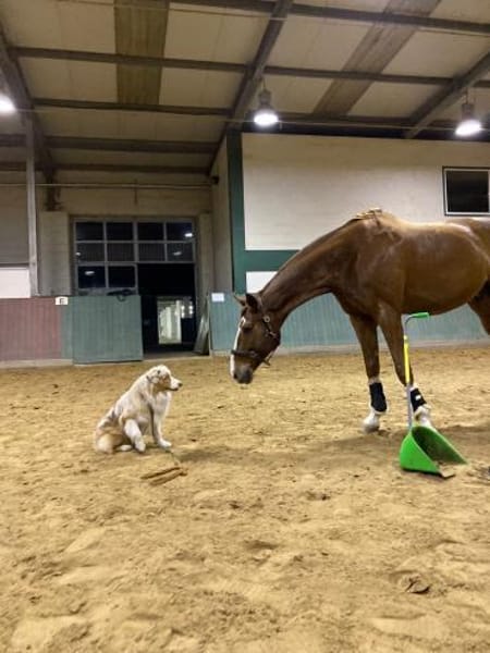 TRAVIS SUCHT ERFAHRENE HUNDEMENSCHEN