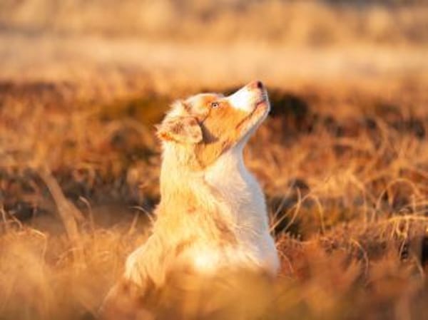 TRAVIS SUCHT ERFAHRENE HUNDEMENSCHEN