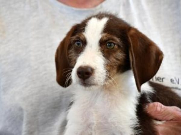 Aufgeweckte Antonina sucht Zuhause