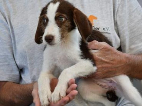 Aufgeweckte Antonina sucht Zuhause