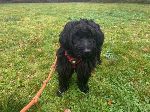 TUX OAA19879 (réservé)