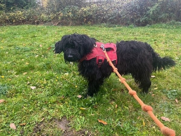 TUX OAA19879 (réservé)