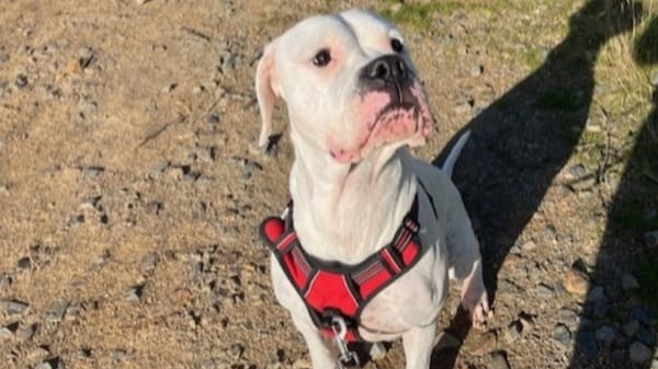 URA en attente visite véto