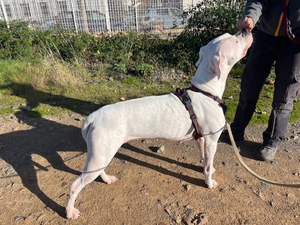 URA en attente visite véto