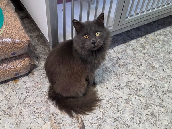 Halloween ( en cours d'adoption )