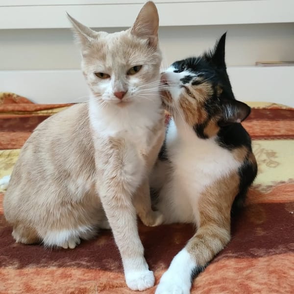 NOUGATINE et GUIMAUVE