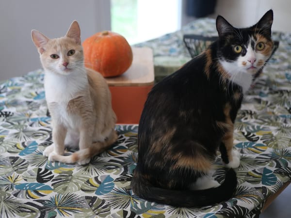 NOUGATINE et GUIMAUVE