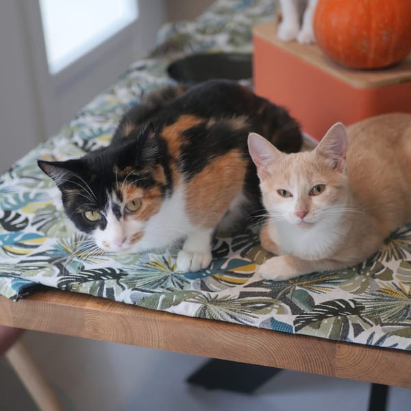 NOUGATINE et GUIMAUVE