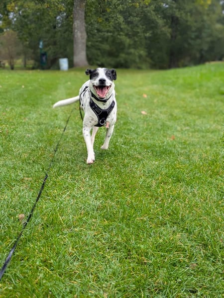 Vador l'adorable petit guerrier tripatte