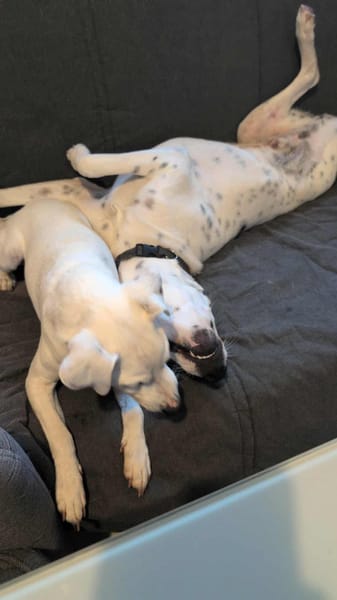 Vador l'adorable petit guerrier tripatte