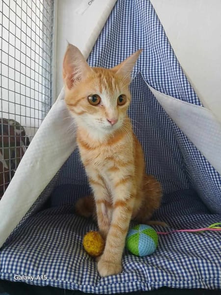 Lili, la douce chatonne