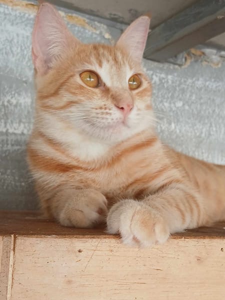 Lili, la douce chatonne