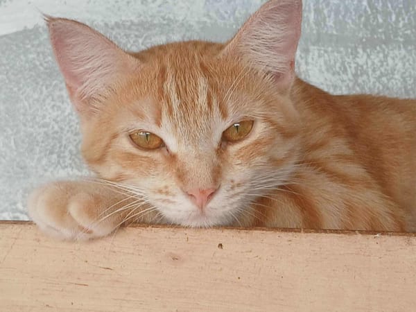 Lili, la douce chatonne