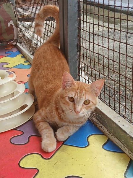 Lili, la douce chatonne