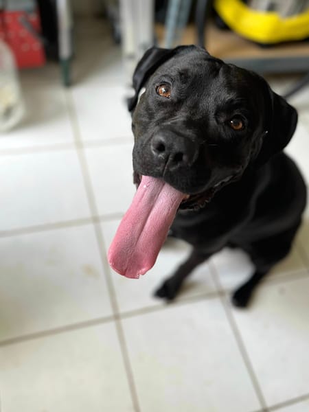 Tito, mâle croisé berger, né le 10/02/2022 🐶