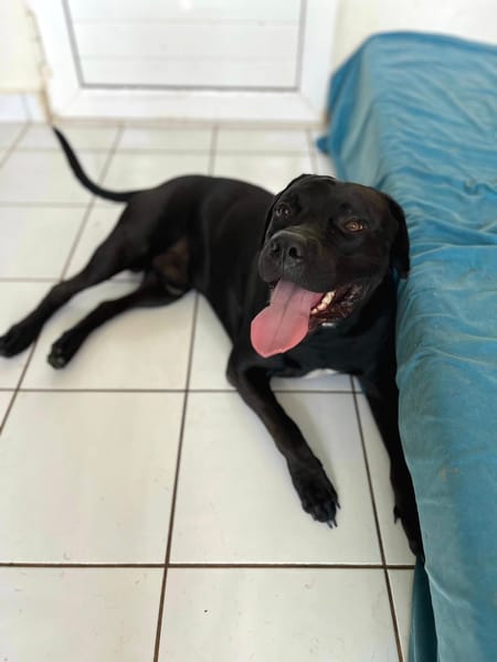 Tito, mâle croisé berger, né le 10/02/2022 🐶