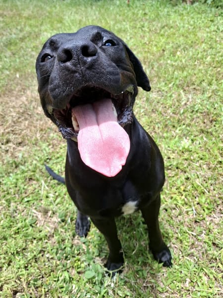 Tito, mâle croisé berger, né le 10/02/2022 🐶