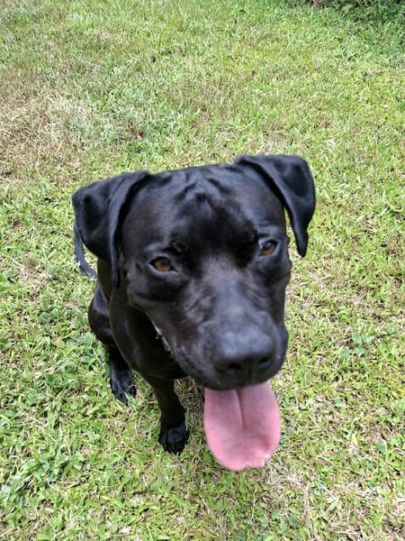 Tito, mâle croisé berger, né le 10/02/2022 🐶