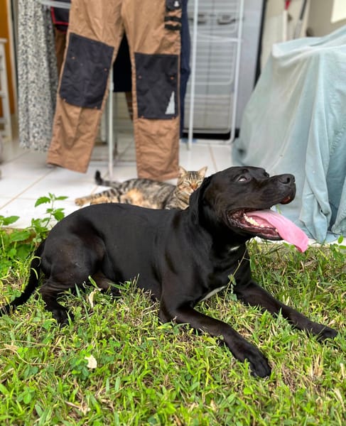 Tito, mâle croisé berger, né le 10/02/2022 🐶