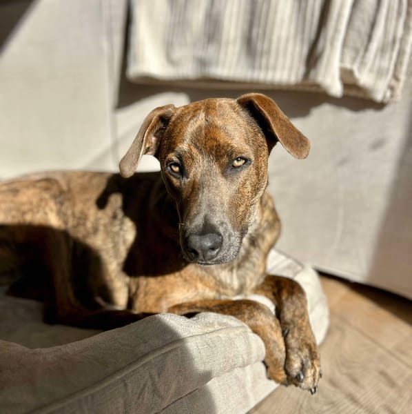 Ruben, mâle croisé berger, né le 04/10/2024 🐶