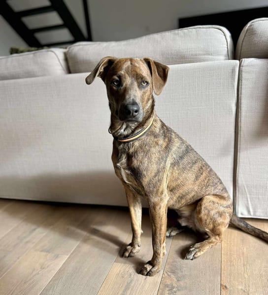 Ruben, mâle croisé berger, né le 04/10/2024 🐶