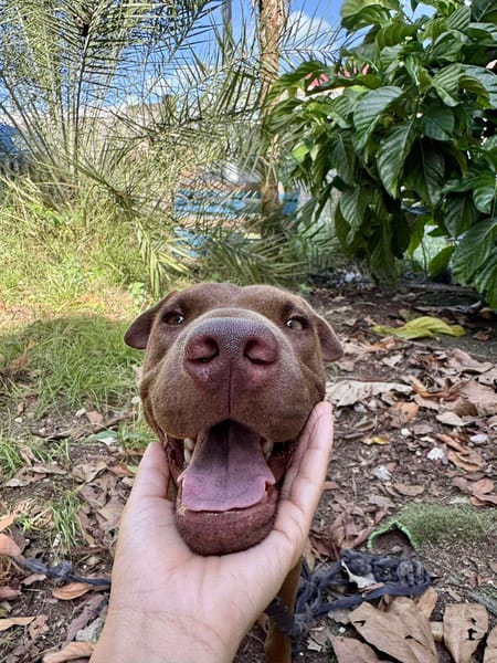 Pollux, mâle croisé shar pei, né le 03/06/2024🐶