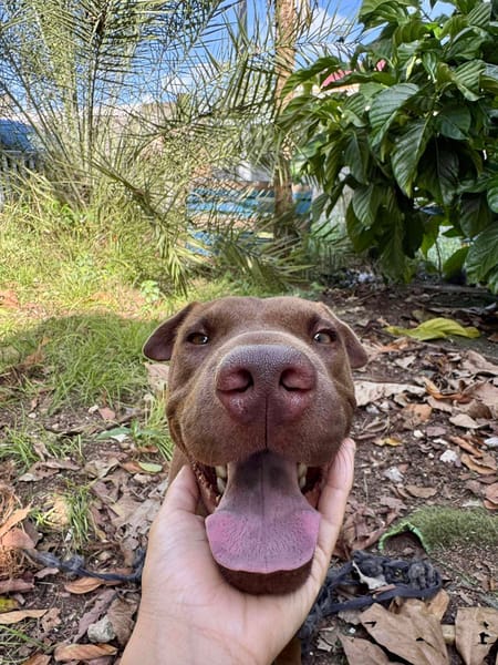 Pollux, mâle croisé shar pei, né le 03/06/2024🐶