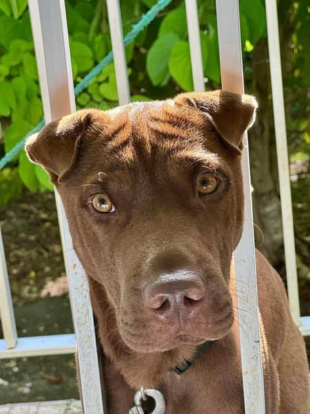 Pollux, mâle croisé shar pei, né le 03/06/2024🐶