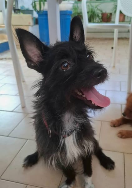 Nino, mâle croisé, né le 20/04/2025